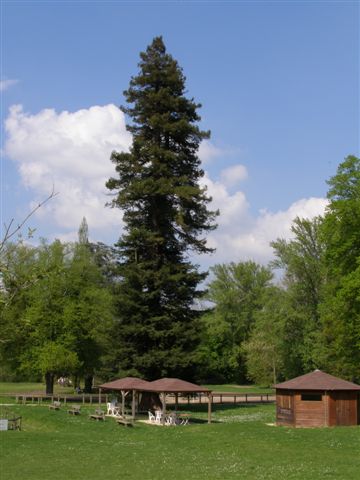 Bois-le-Roi base de loisirs arbre remarquable