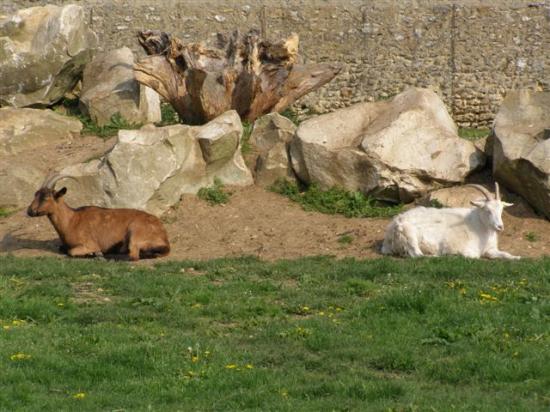 Dammarie-les-Lys parc Soubiran