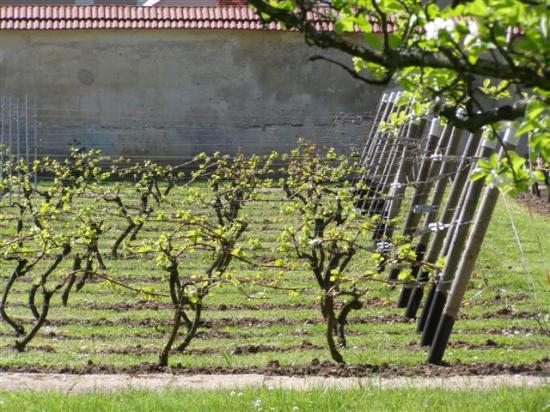 Combs-la-Ville vigne du parc  A.Chaussy