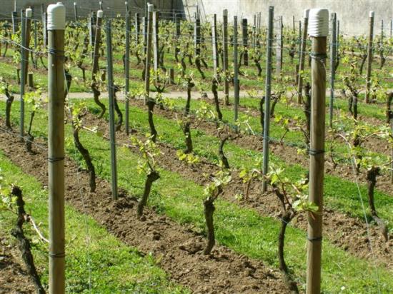 Combs-la-Ville vigne du parc  A.Chaussy