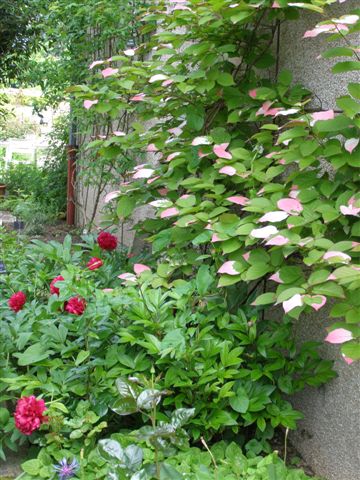 Ville-Saint-Jacques jardin de l'ancien presbytère