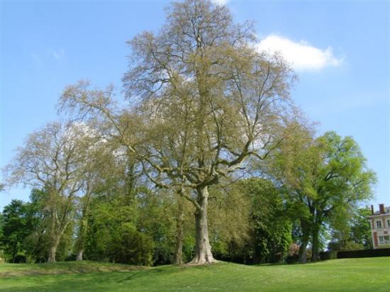 Pringy parc de la mairie arbre remarquable