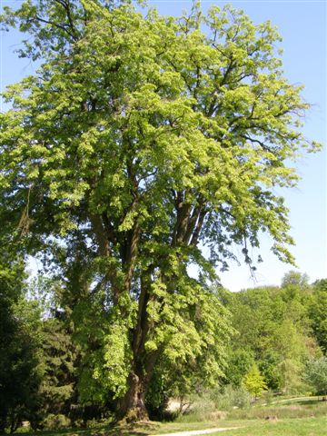 Dammartin-en-Goële : parc de la Corbie