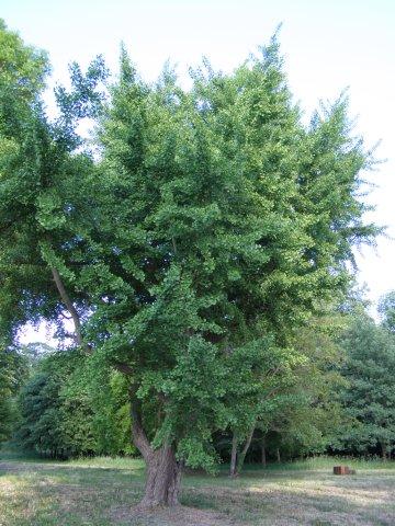 ginkgo biloba