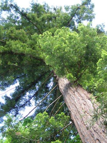 sequoia toujours vert