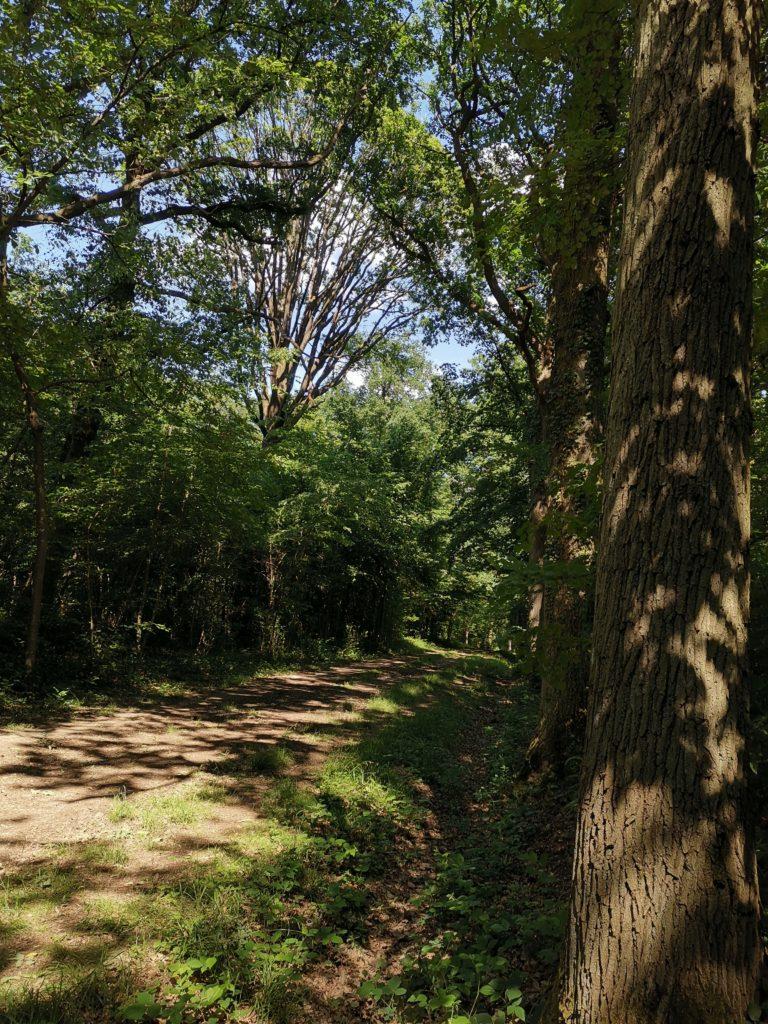 Noisiel bois de la grange